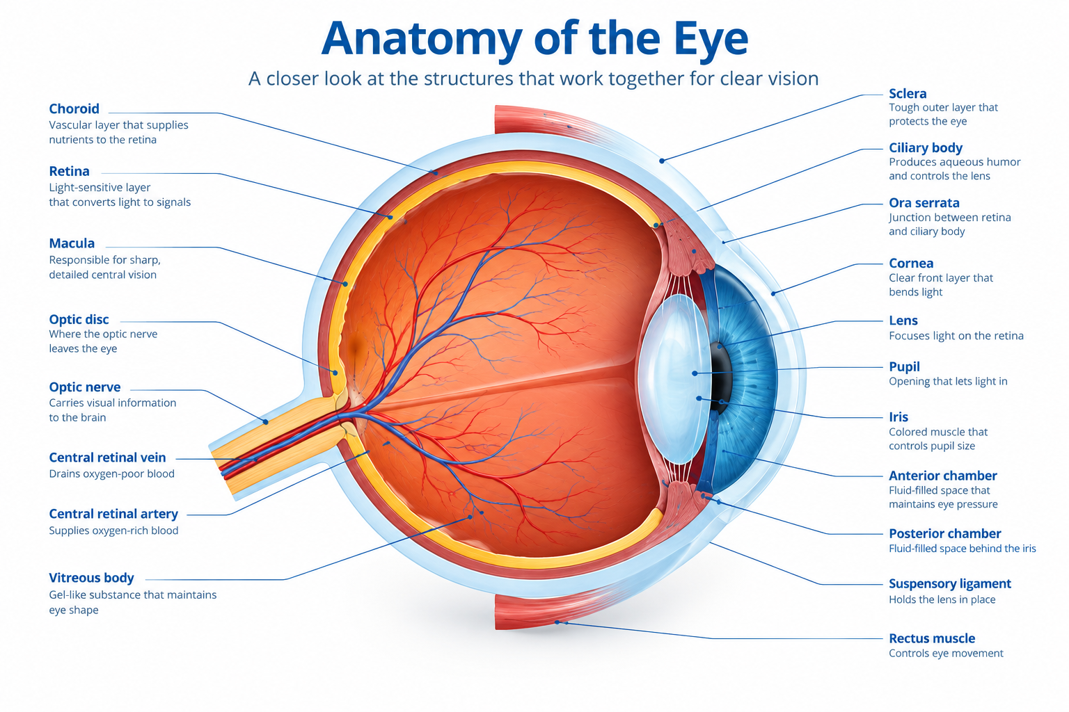 Diagram illustrating the inflamed retro-orbital tissues (eye muscles and fat) characteristic of Thyroid Eye Disease Treatment needed for Graves' Ophthalmopathy.