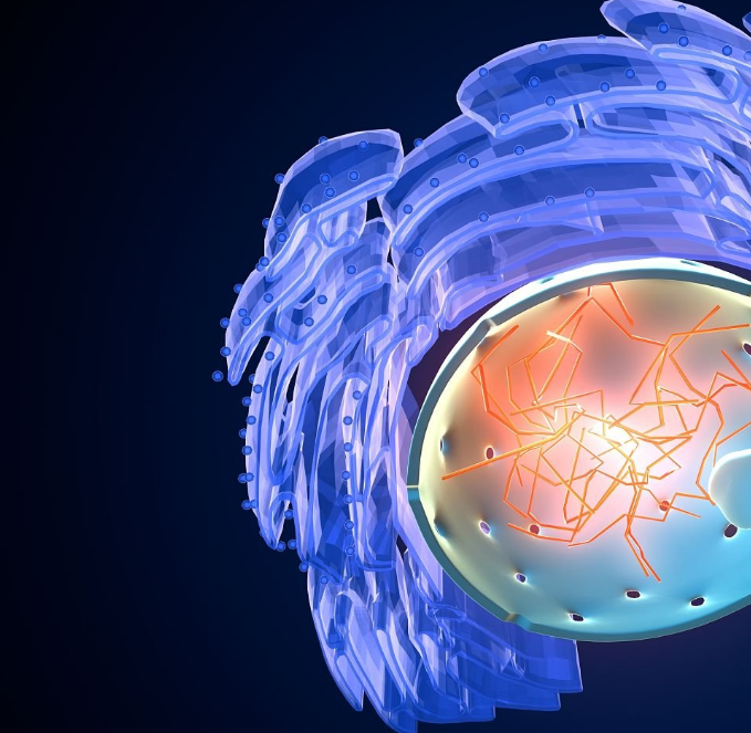 Detailed scientific illustration of energized mitochondria (the powerhouses of the cell)