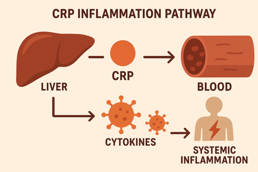 Scientific diagram showing inflammatory cytokines and CRP markers traveling through the bloodstream to the eye, illustrating the pathway of Systemic Inflammation Eye Health decline.