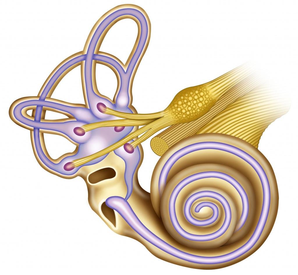 Inner ear and vestibular system involved in oscillopsia